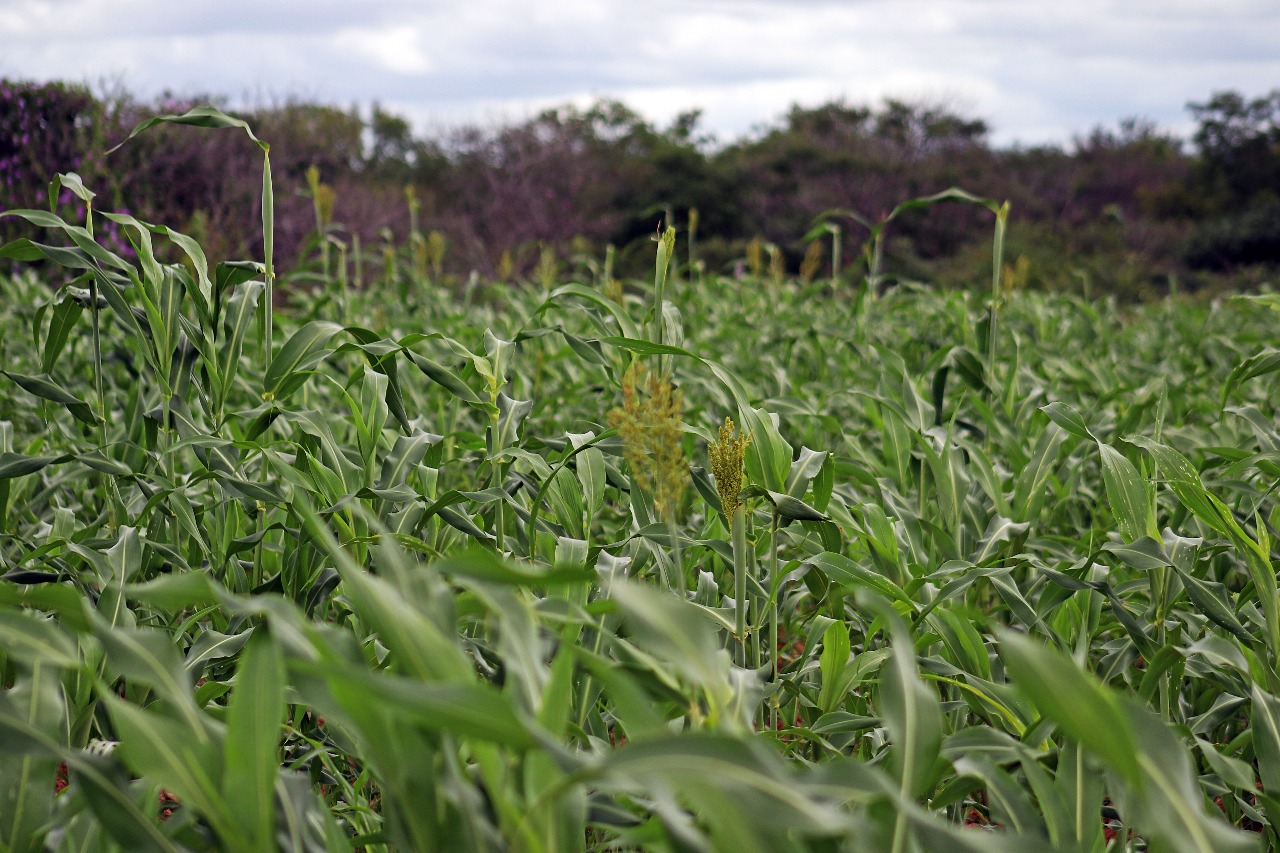 Mais de 1.400 agricultores recebem parcela única do Garantia-Safra 2020 em Petrolina