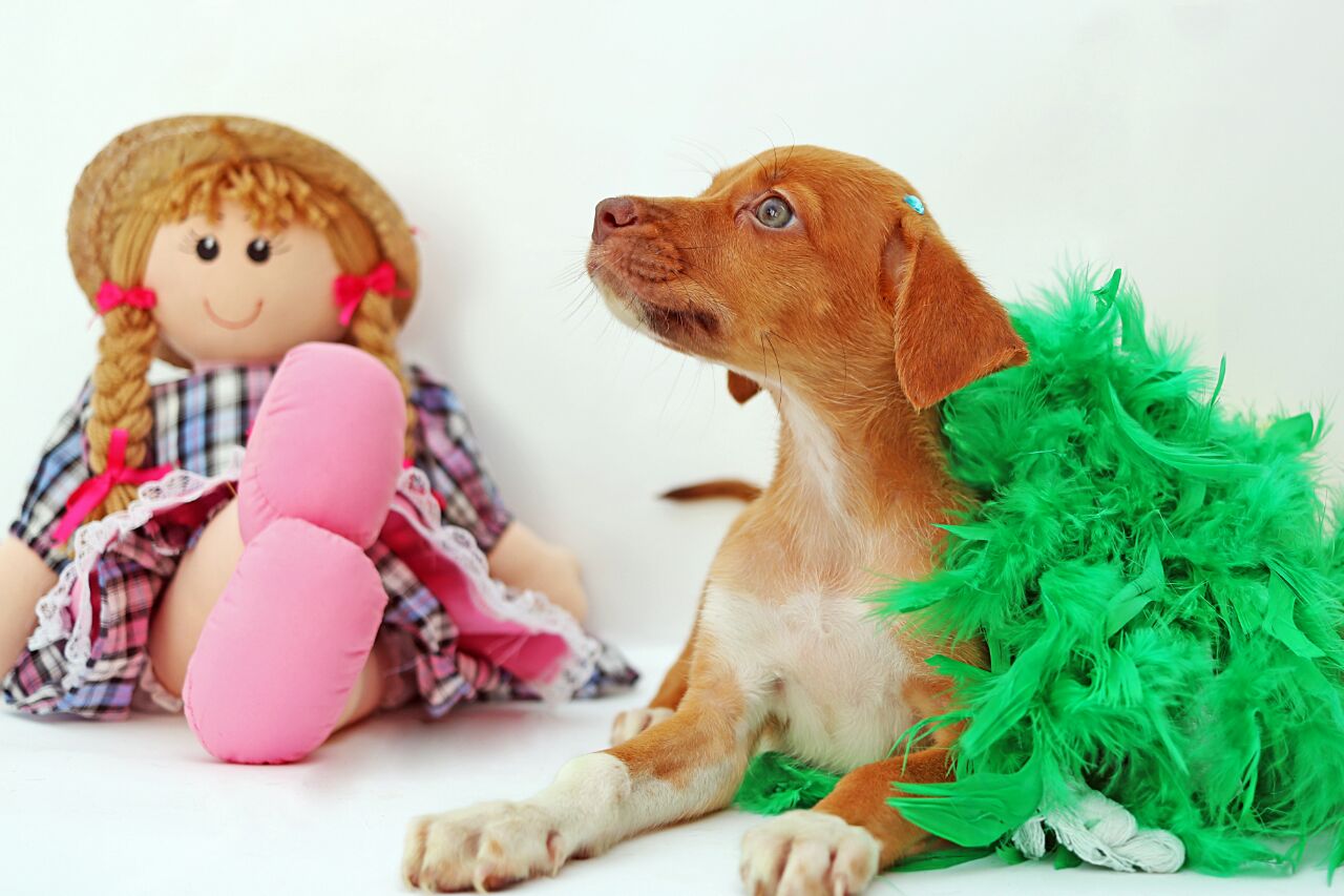 1º Feira de Adoção de Animais acontece nesse domingo em Petrolina