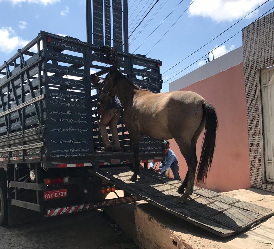 Durante nove meses, aproximadamente 500 animais de grande porte foram retirados das ruas em Petrolina