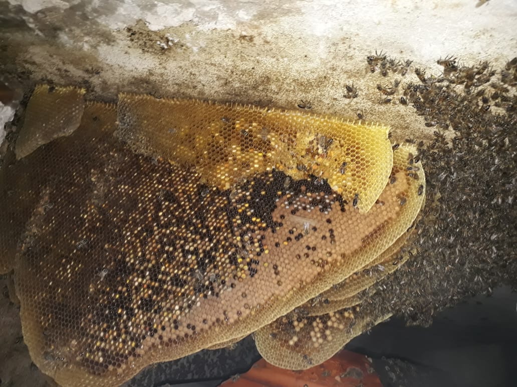 Prefeitura alerta sobre retirada correta de abelhas em Petrolina