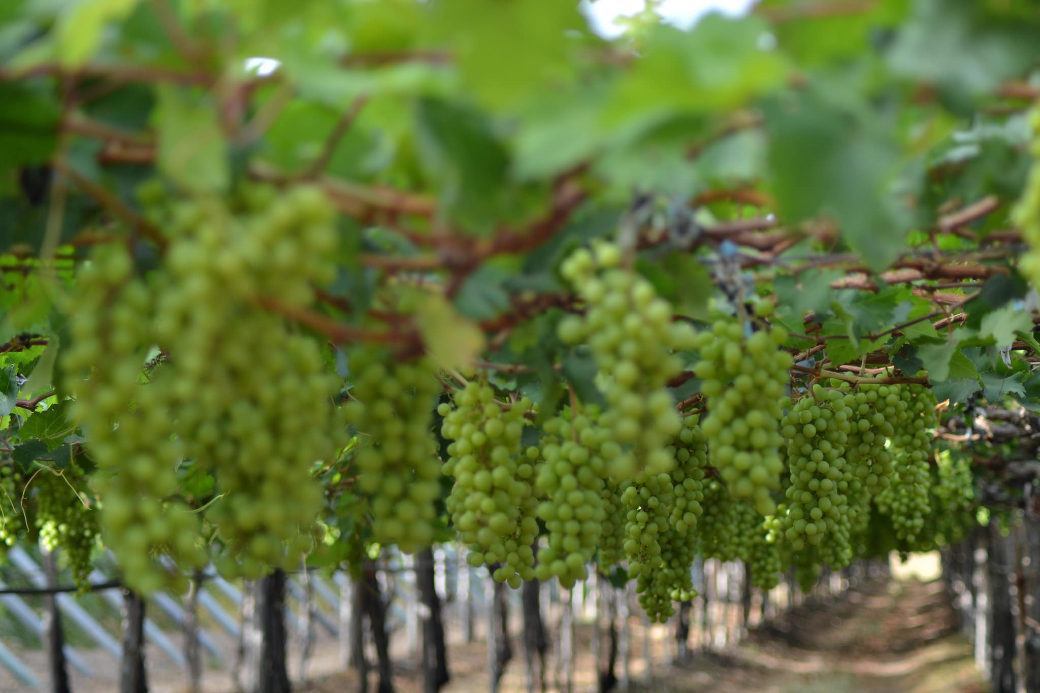 Fenagri deve movimentar mais de R$ 250 milhões em negócios em Petrolina 