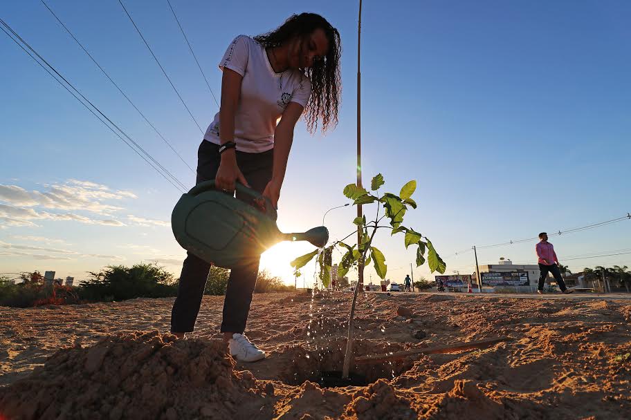 Programa Nossa Árvore: Mais de 7 mil mudas foram doadas e plantadas em Petrolina