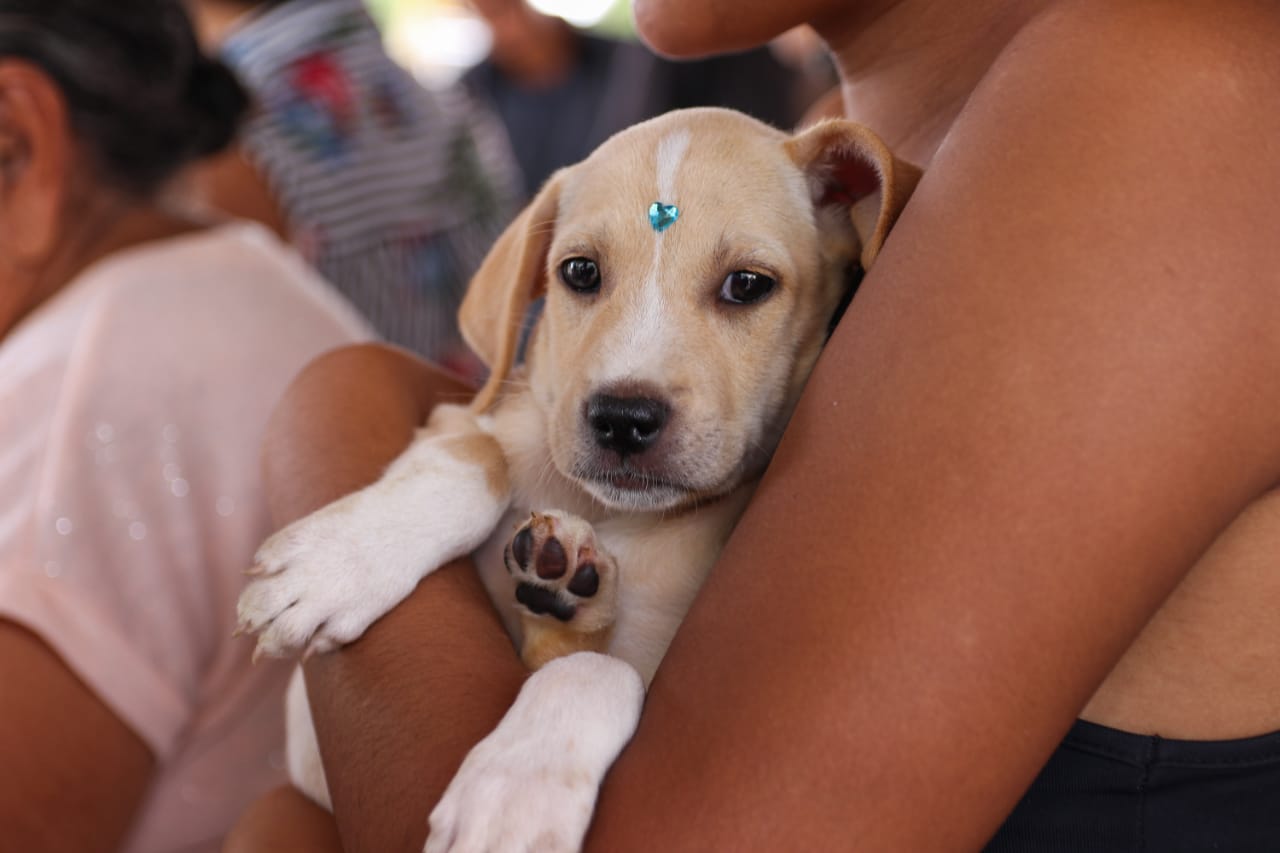 Luta contra o abandono de animais marca o ‘Dezembro Verde’ em Petrolina