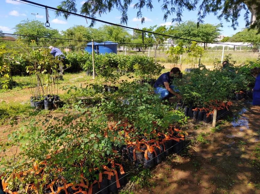 Plantio de 7 mil árvores marcará o Dia Mundial do Meio Ambiente em Petrolina