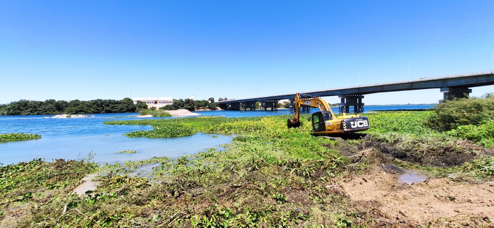Prefeitura de Petrolina retira 150 toneladas de baronesas durante mutirão no Rio São Francisco