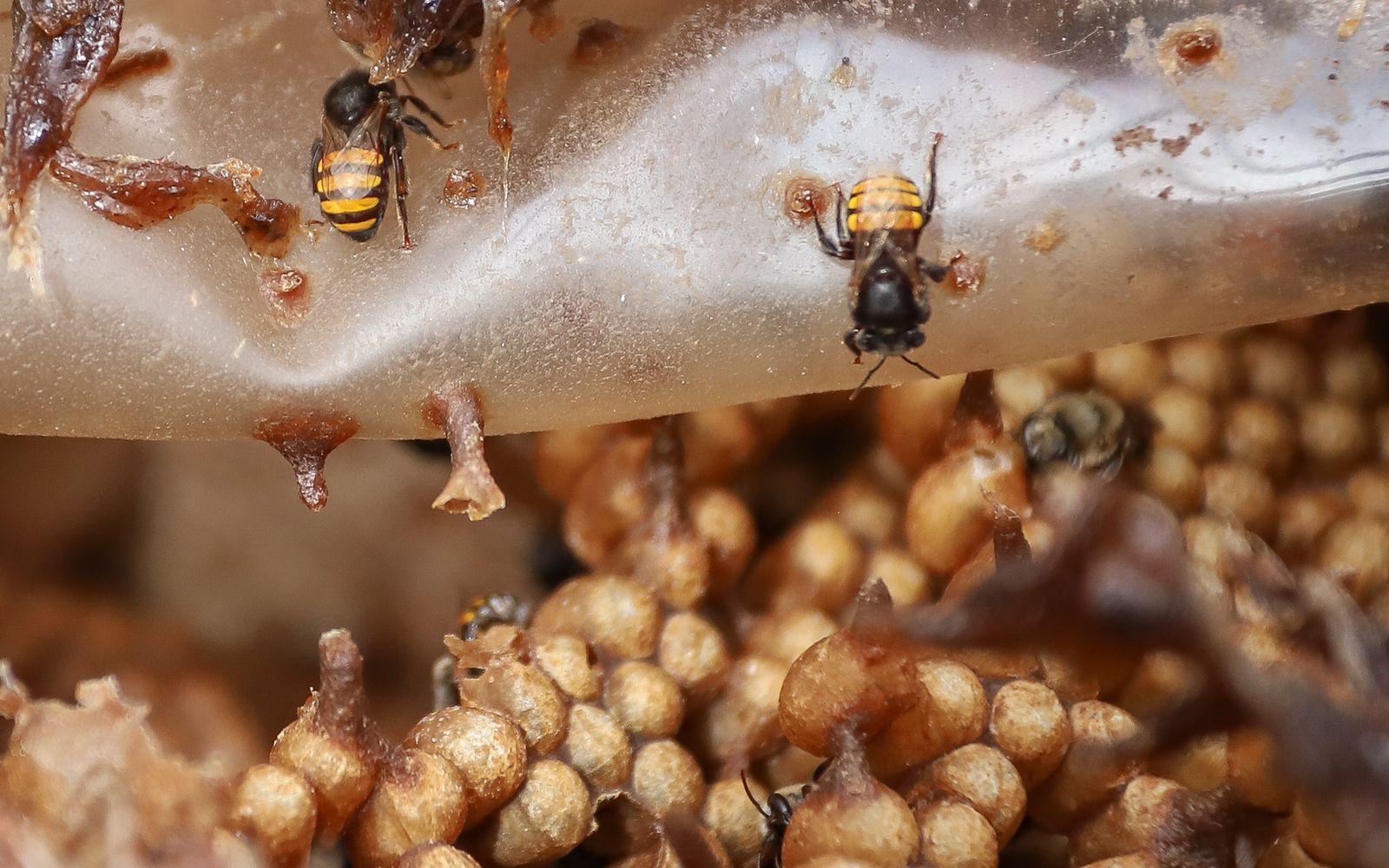 Petrolina desenvolve ações voltadas para proteção de abelhas no Parque Josepha Coelho