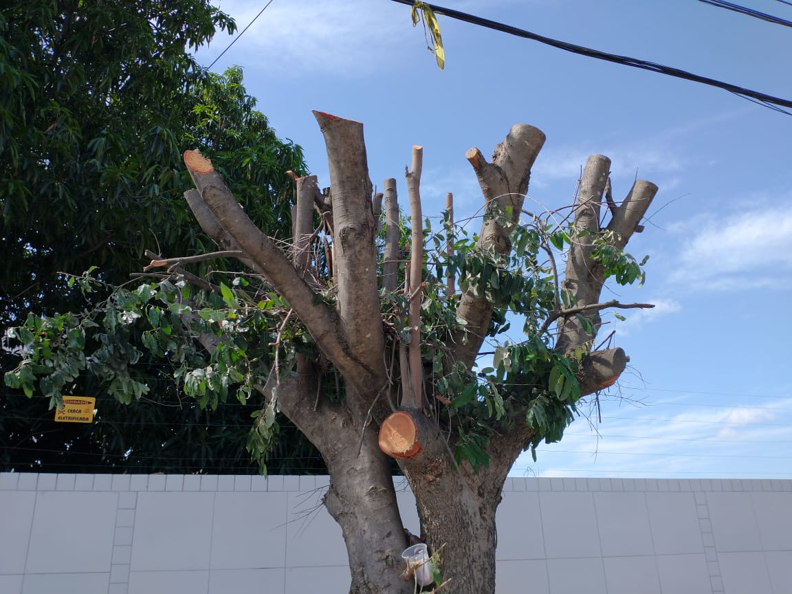 Crime ambiental: Em Petrolina, podas drásticas ou cortes irregulares de árvores podem gerar punição