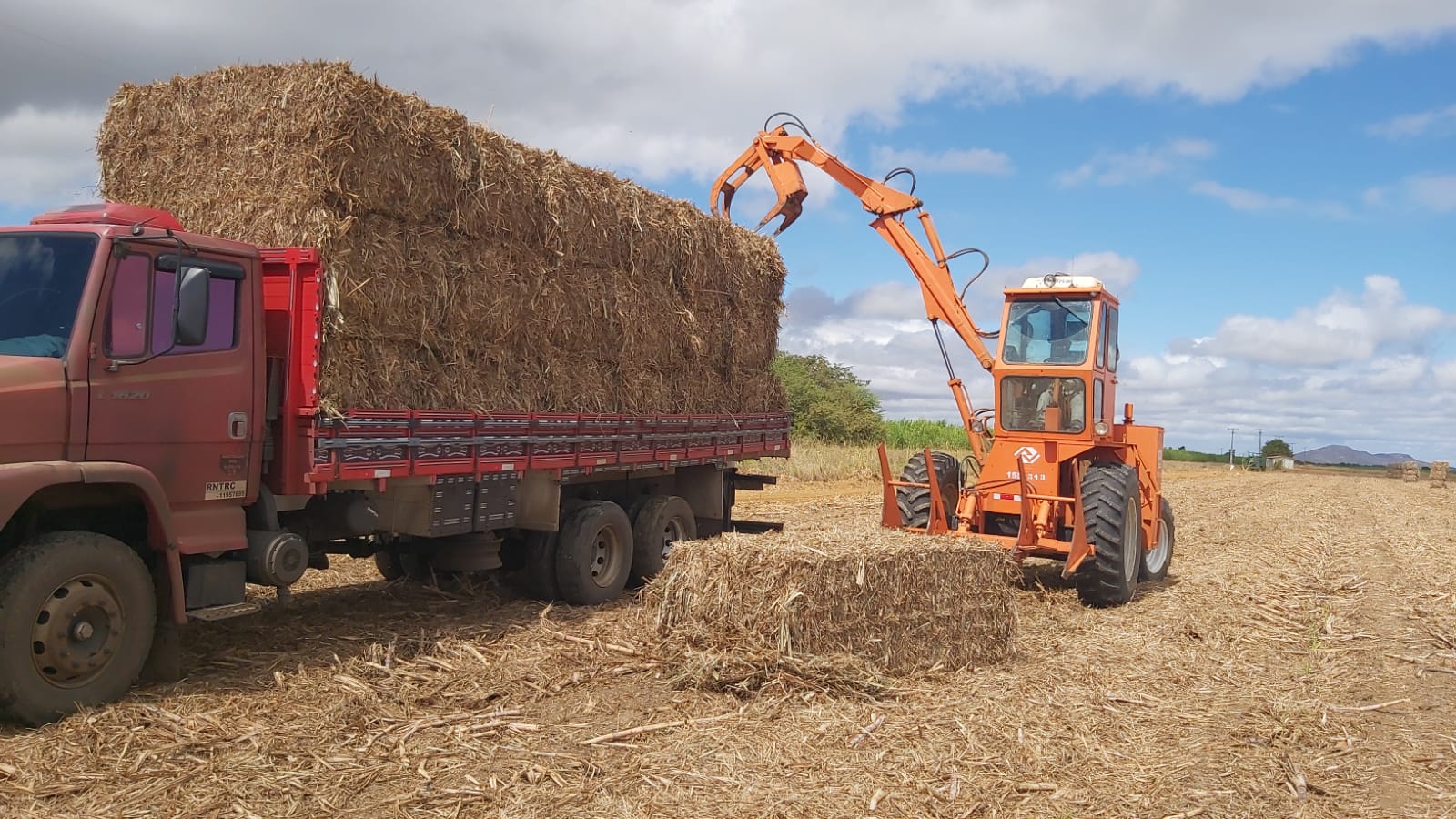 Mais de 20 mil de criadores rurais de Petrolina podem receber palhada de cana-de-açúcar como ração animal