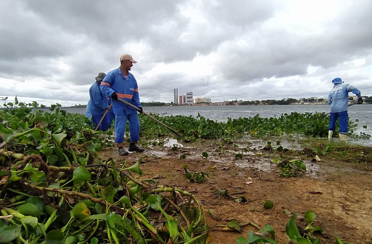 Em trabalho contínuo, Prefeitura de Petrolina intensifica remoção de baronesas da margem do Rio São Francisco