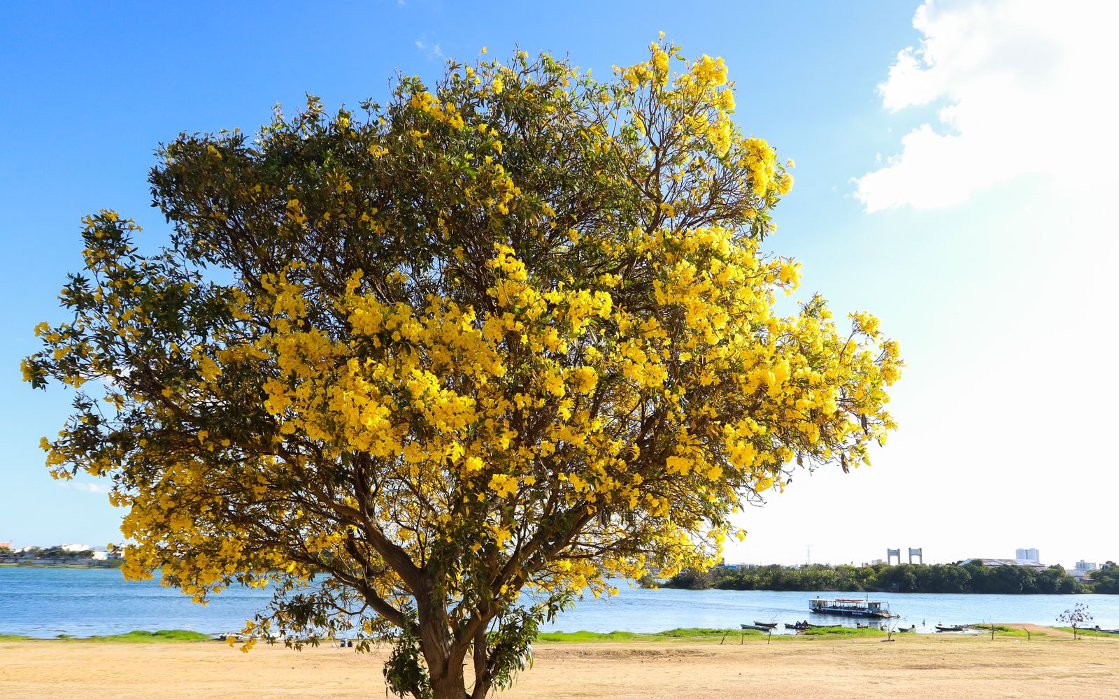 A temporada de ipês chegou enchendo de cor e beleza toda Petrolina