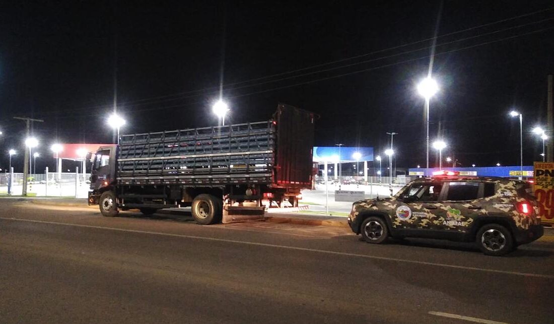 Com operação noturna, CCZ apreende animais de grande porte em Petrolina