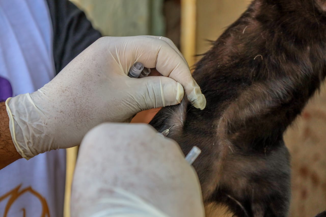 Prefeitura amplia vacinação antirrábica para zona urbana em Petrolina     