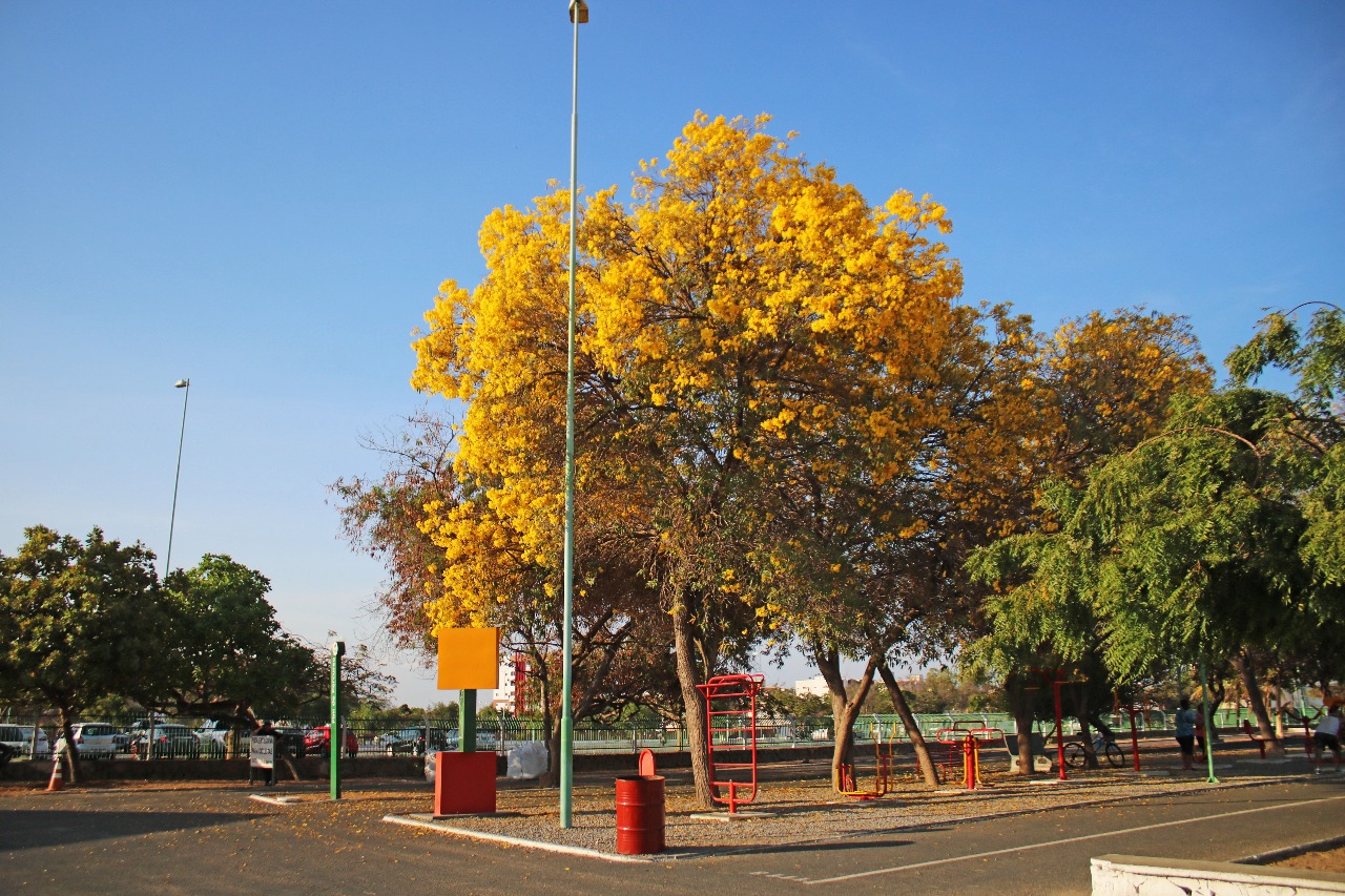 AMMA destaca ações de Arborização em Petrolina  