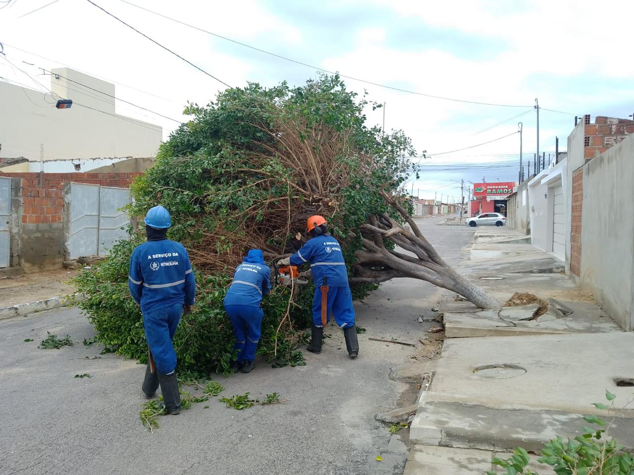 Prefeitura registra queda de mais de 30 árvores durante últimas chuvas em Petrolina 