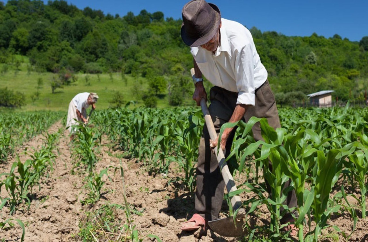 Agricultores Familiares de Petrolina já começaram a receber o seguro Garantia-Safra