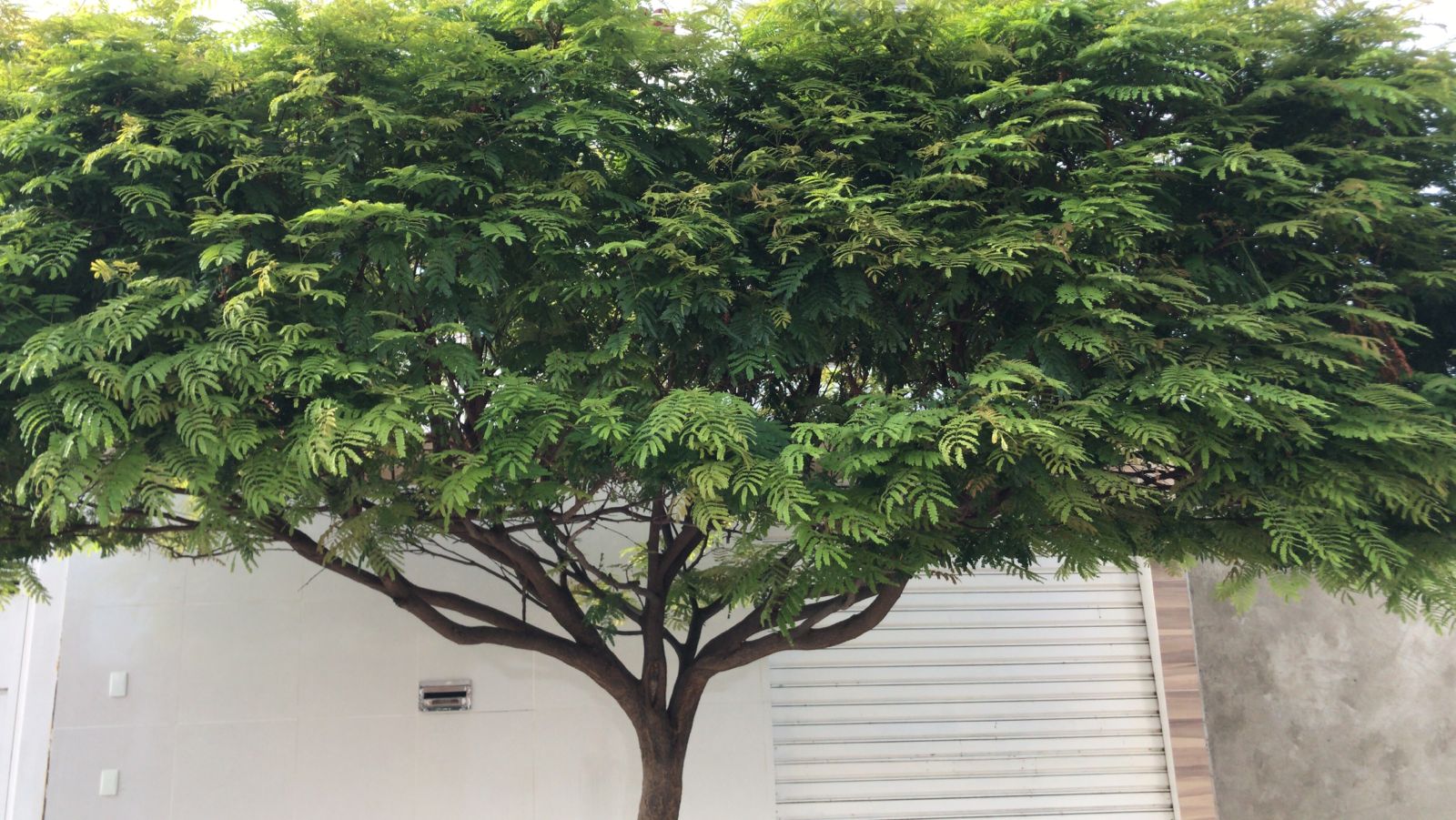 Petrolina: Solicitações de poda de árvores devem ser encaminhadas para a AMMA