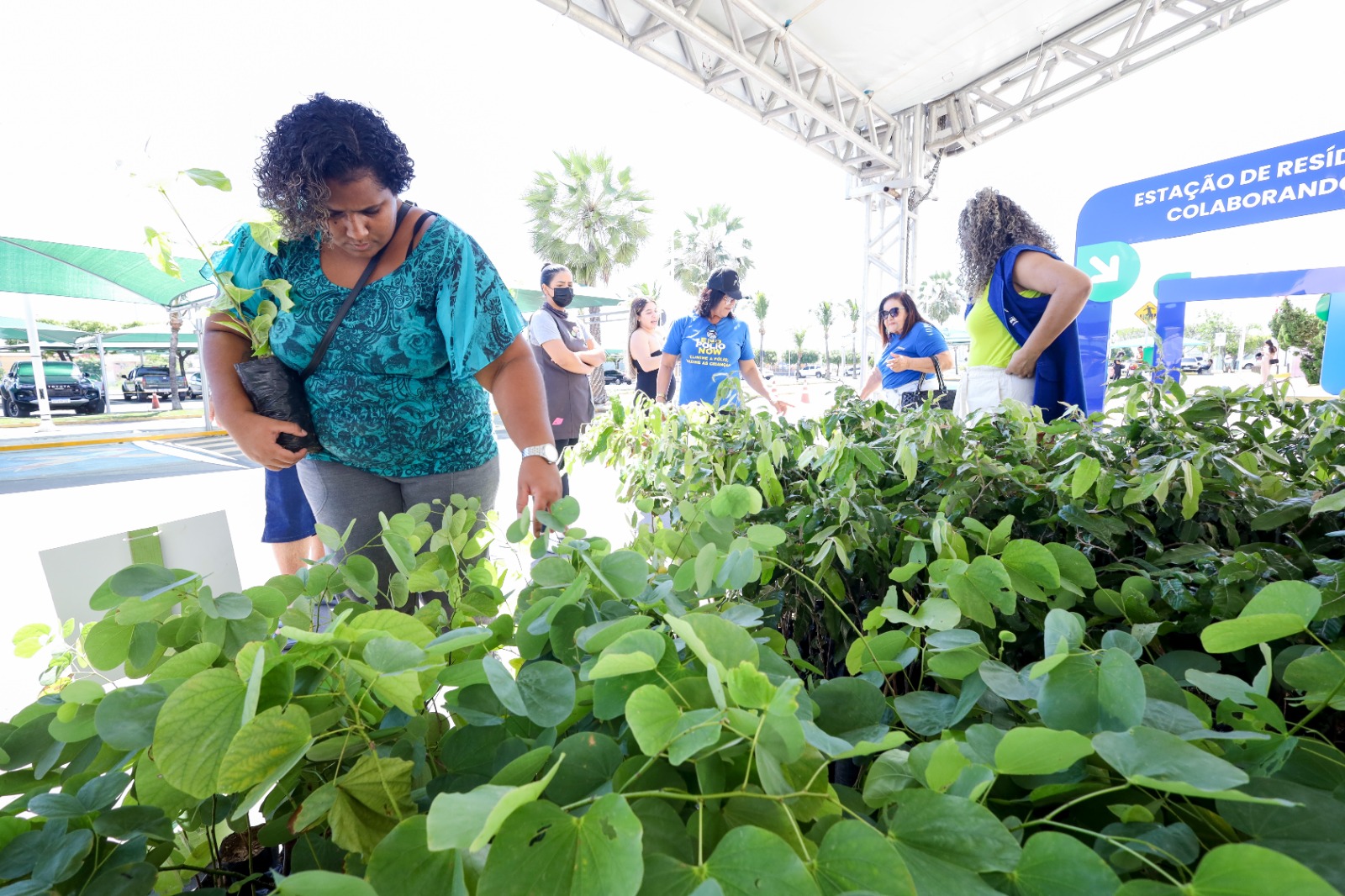 Petrolina: Mais de 1.200 mudas de árvores foram distribuídas pelo Programa Bora Arborizar
