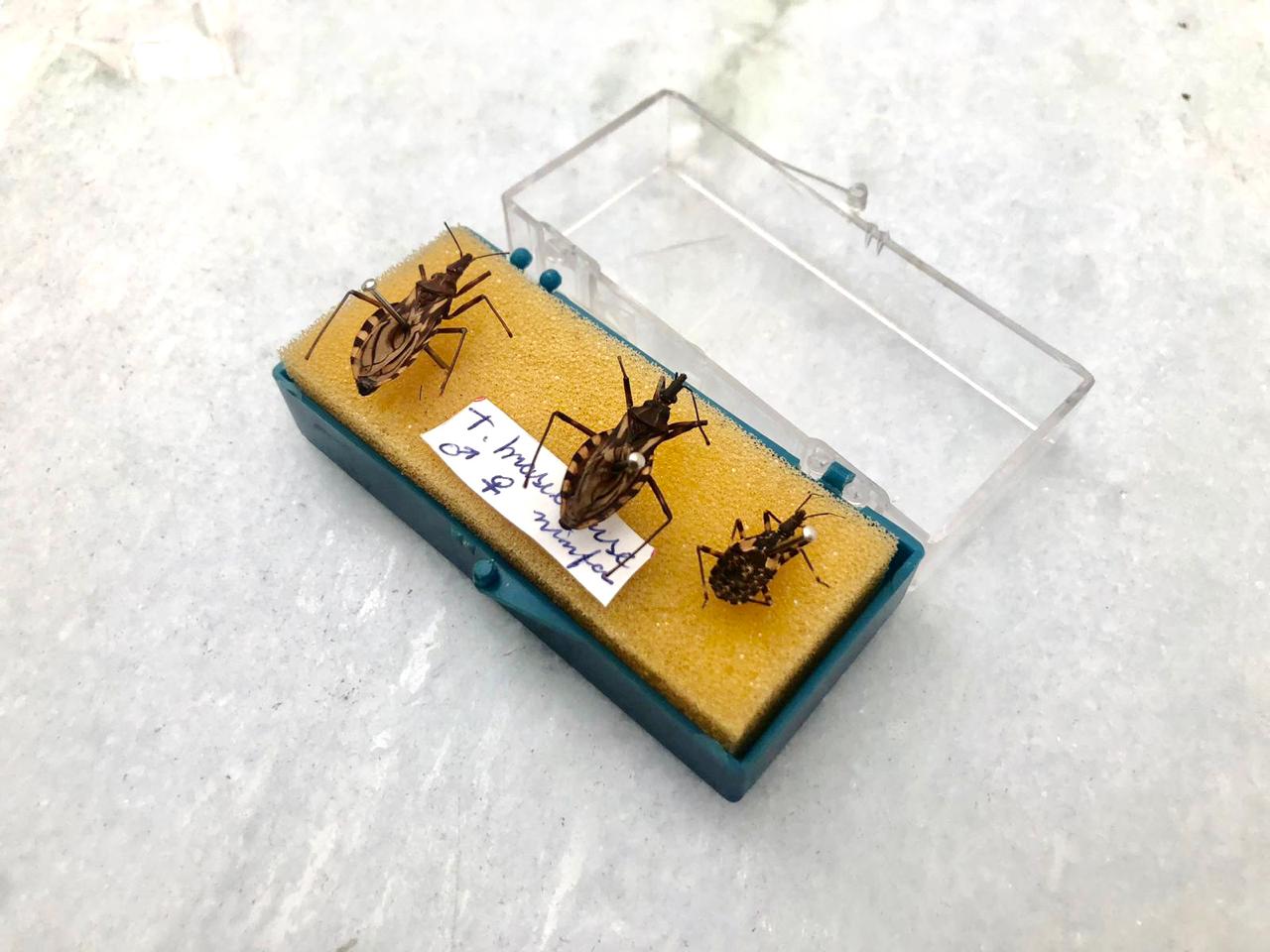 Doença de Chagas: Prefeitura explica sobre funcionamento do programa de prevenção da doença em Petrolina