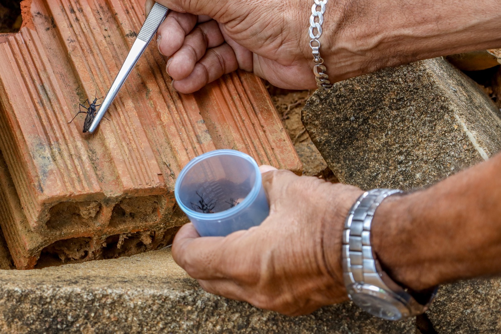 Prefeitura de Petrolina orienta moradores na zona rural sobre prevenção da doença de Chagas
