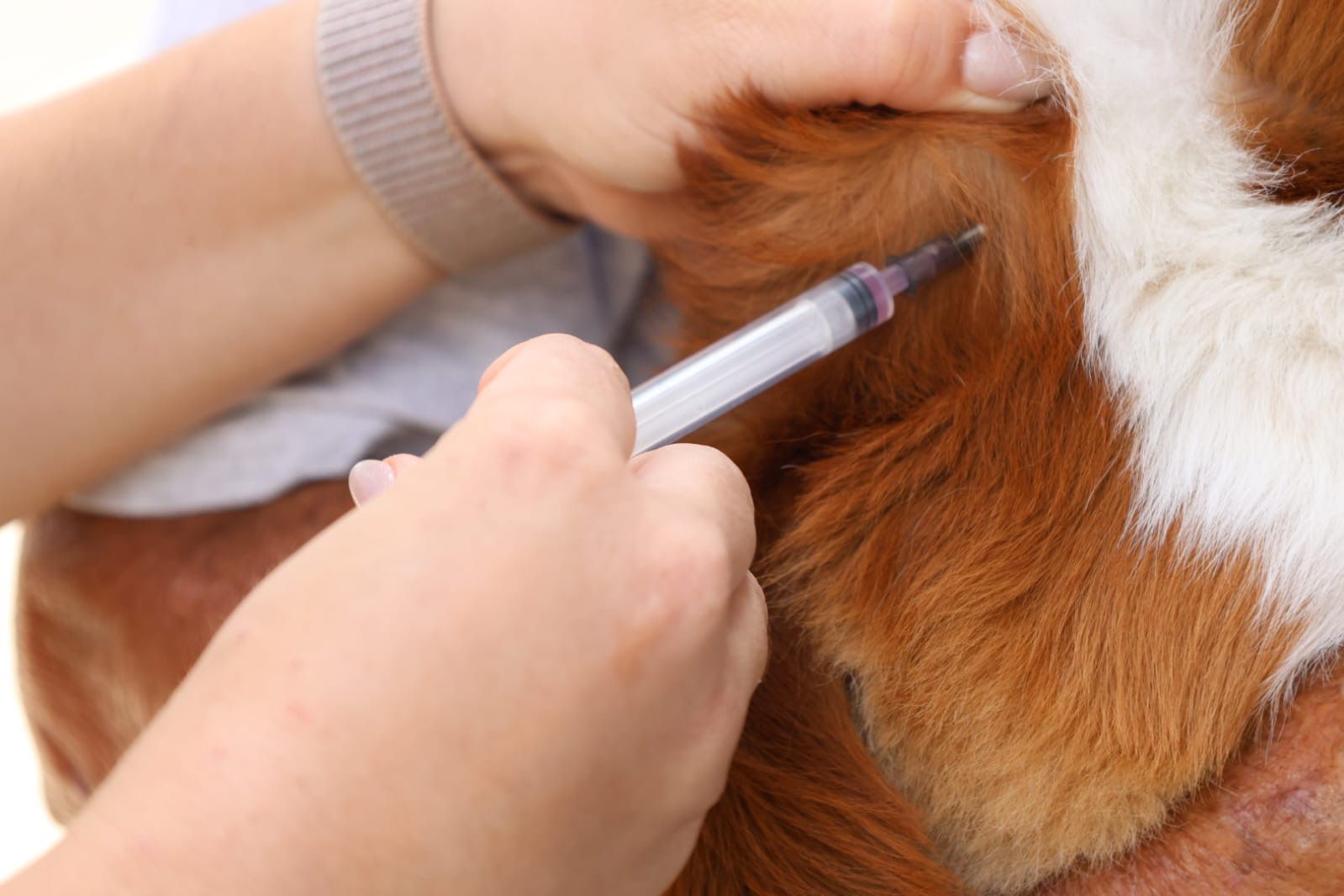 CCZ  monta quatro pontos fixos para vacinação antirrábica neste final de semana em Petrolina