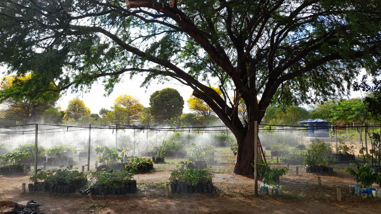 Prefeitura de Petrolina reforça a doação de mudas no Viveiro Municipal