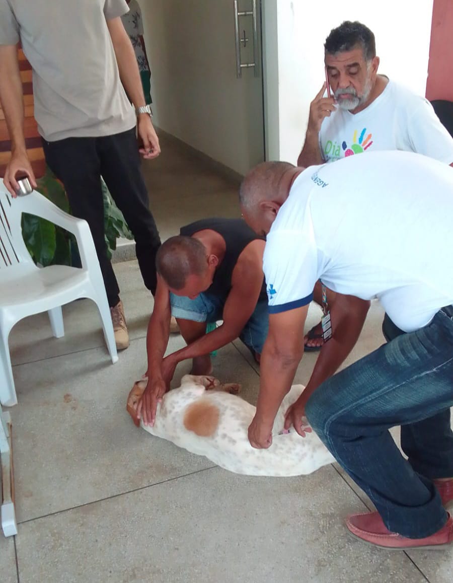 Petrolina: Animais de pessoas em situação de rua são vacinados no Abrigo Municipal