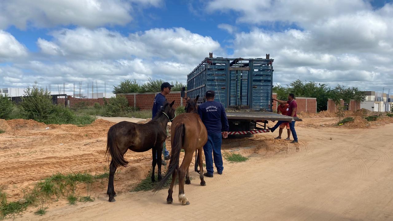 Controle de Zoonoses: Ações da Prefeitura garantem saúde pública em Petrolina