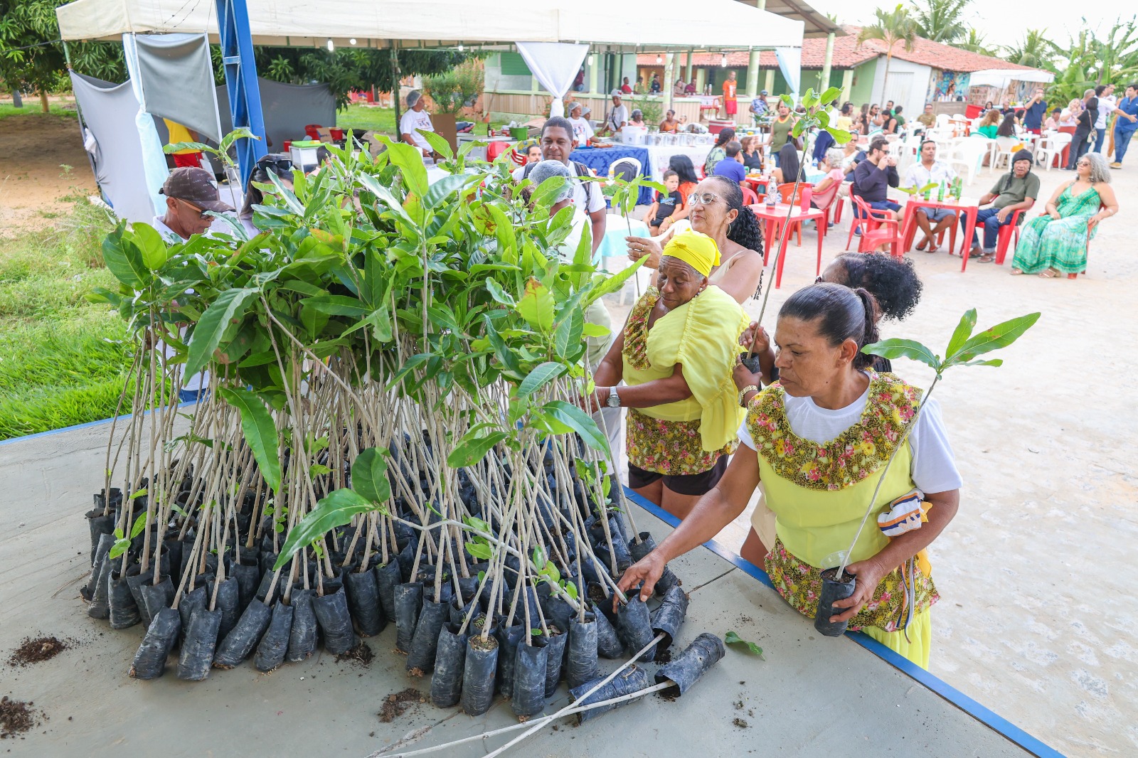 Prefeitura de Petrolina leva ação do Carro da Planta para Ilha do Massangano
