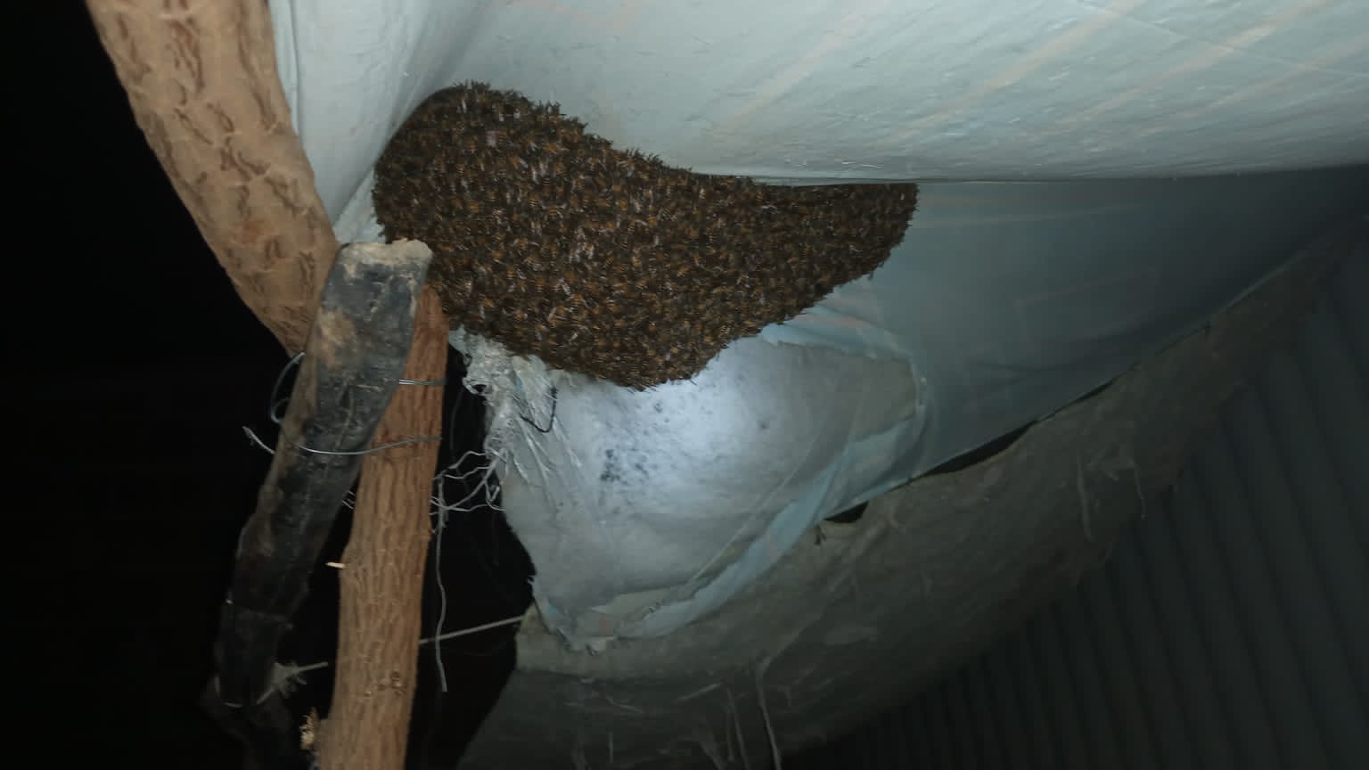 SOS Resgate de Abelha: Prefeitura de Petrolina oferece serviço de retirada de colmeias