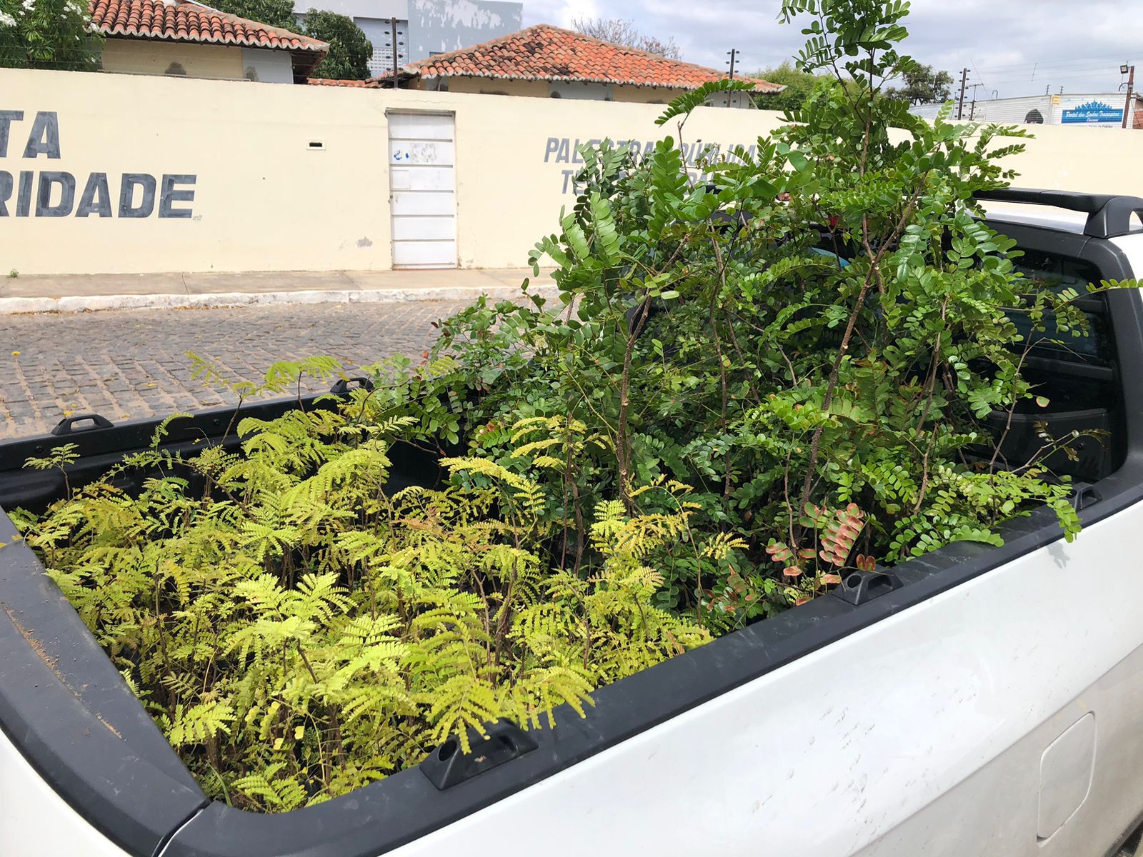 Carro da Planta vai visitar dois bairros nessa quinta-feira com distribuição de mudas