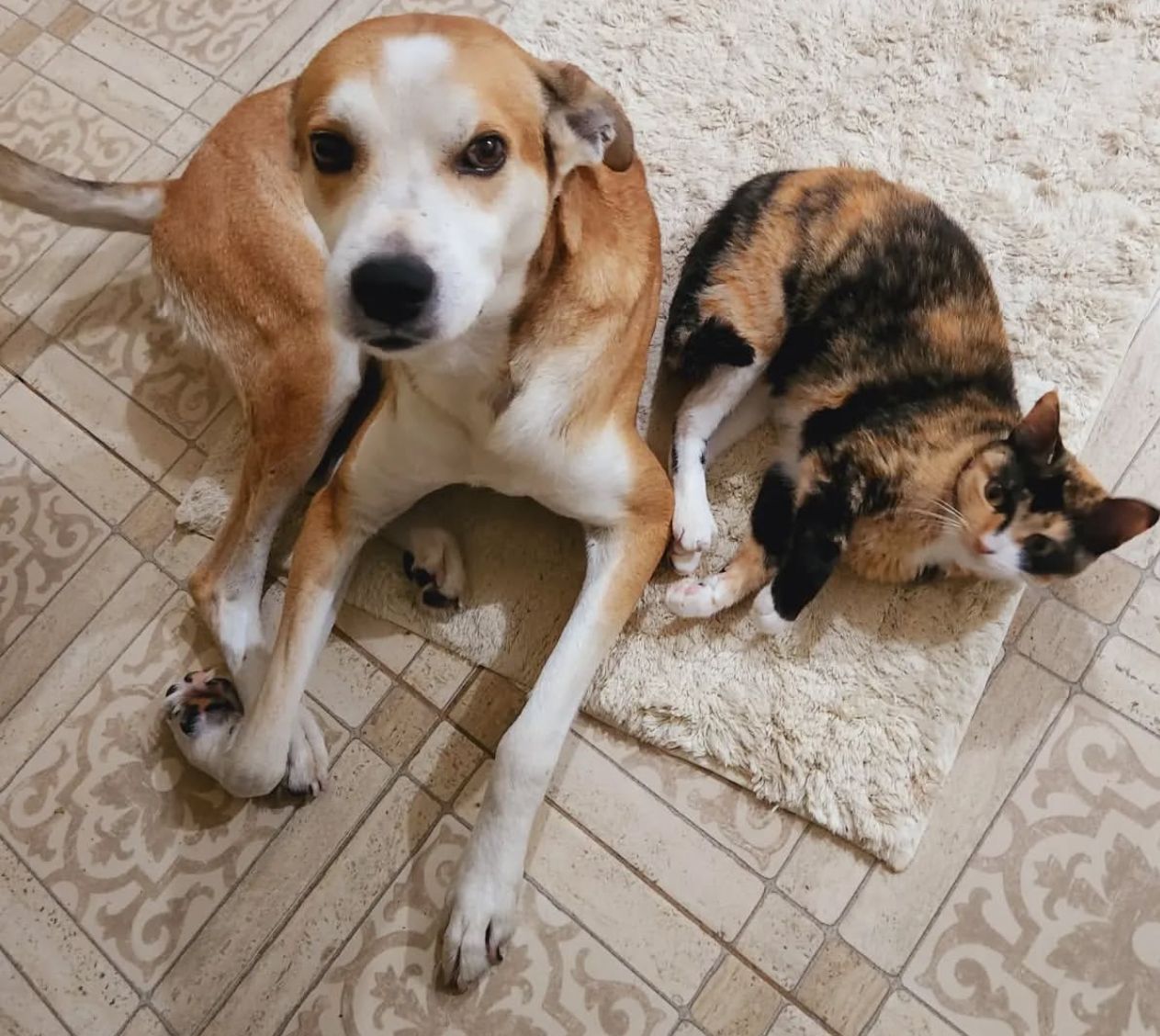 Prefeitura de Petrolina promove arrecadação de ração para animais durante 10° Corrida da Lua