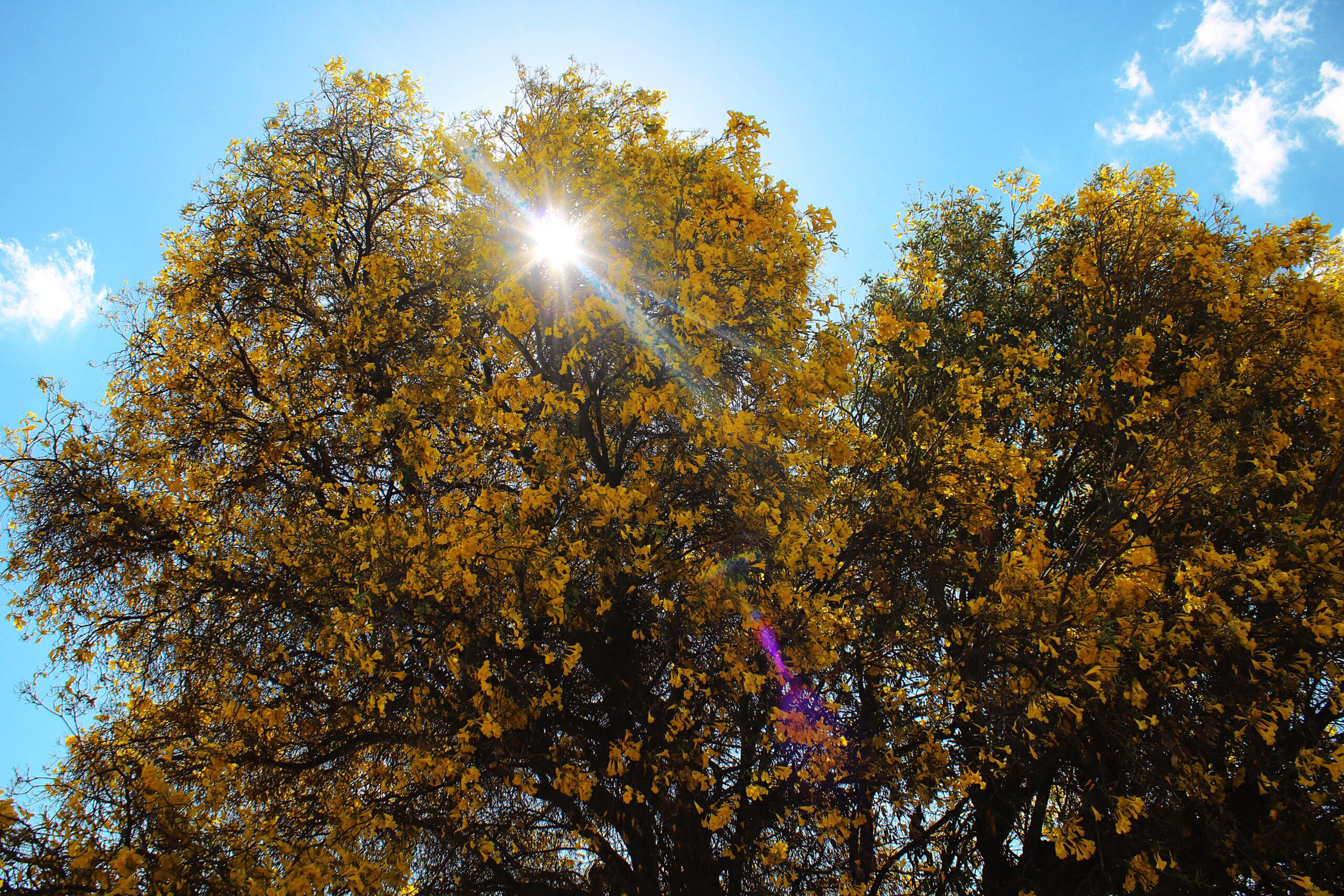 Prefeitura alerta para a baixa umidade neste final de semana em Petrolina
