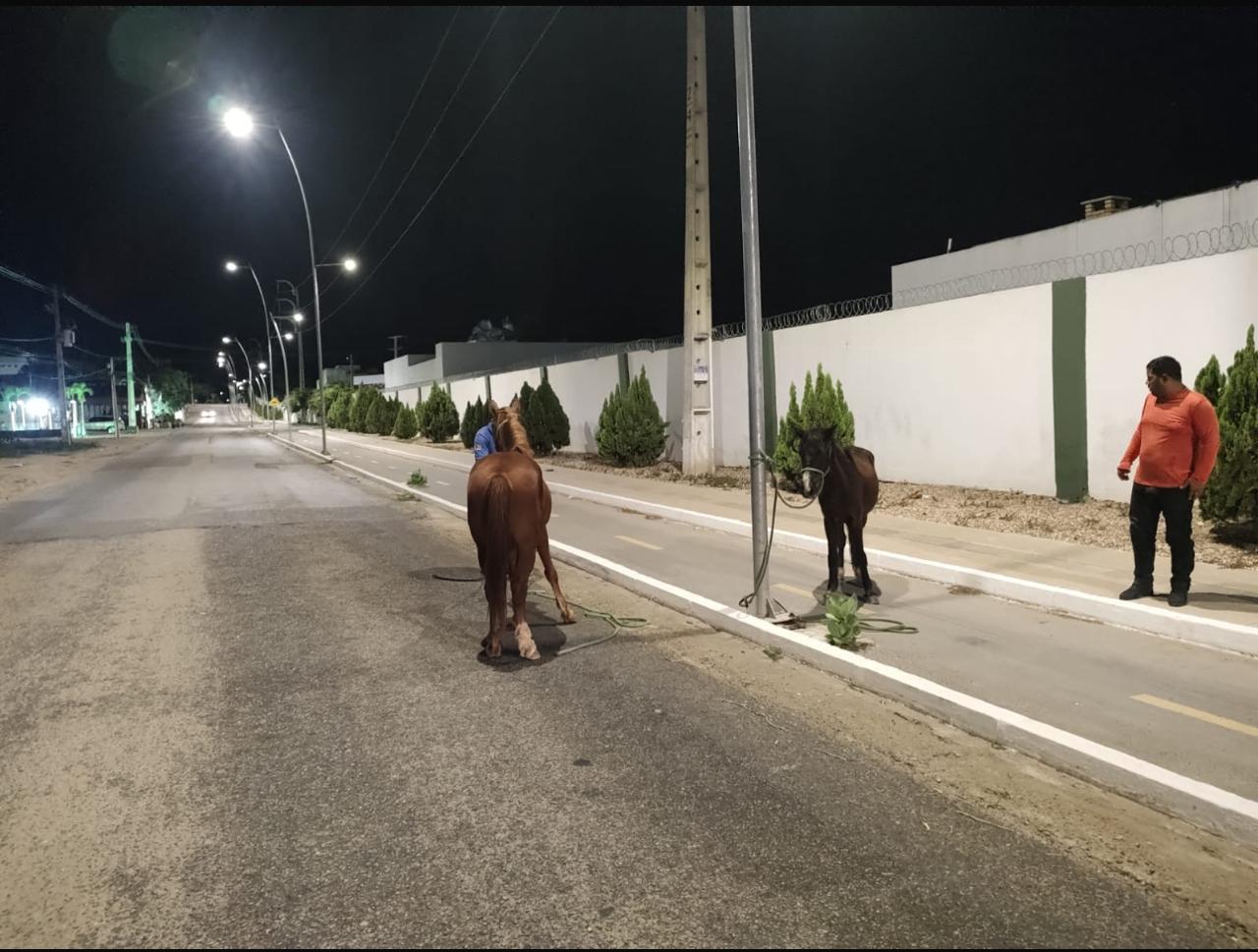 Cerca de 25 animais de grande porte foram apreendidos em operação da Prefeitura de Petrolina