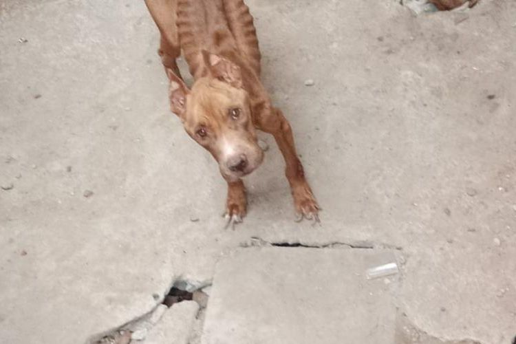 Prefeitura de Petrolina credencia Clínicas Veterinárias para atendimentos emergenciais em casos de maus-tratos