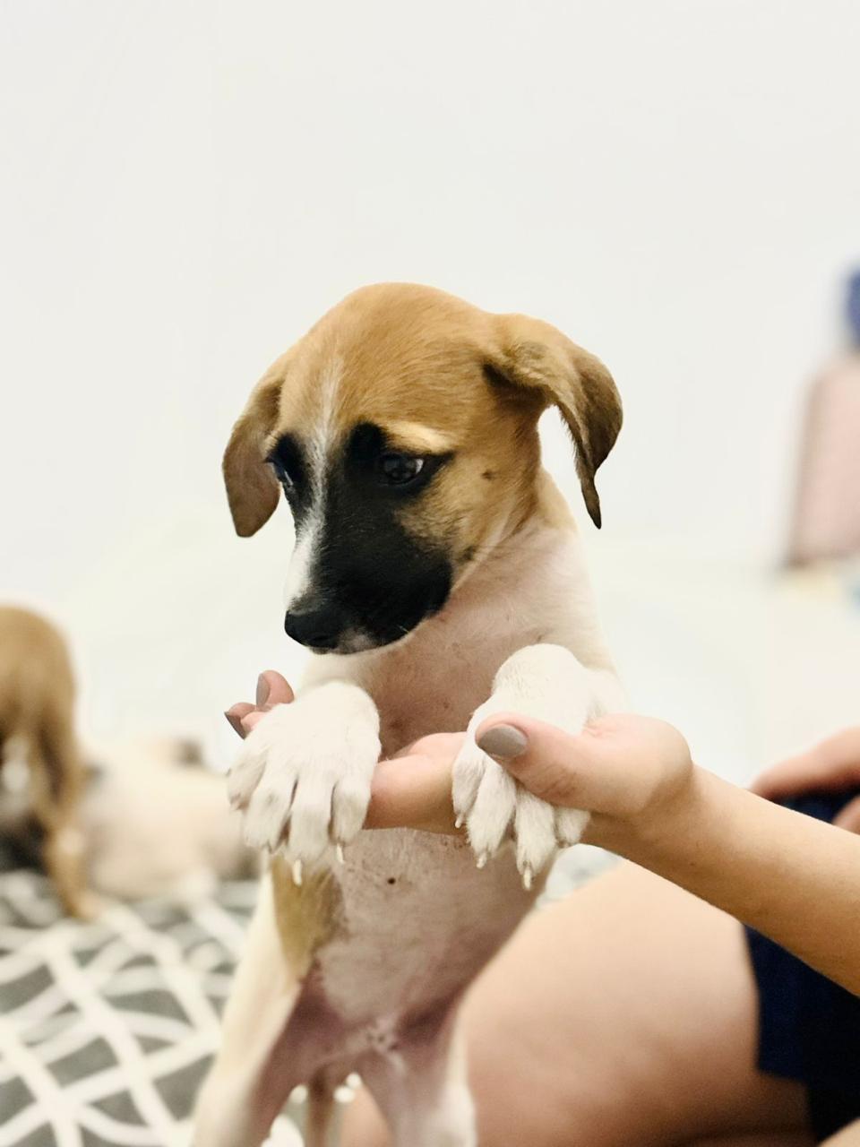 Prefeitura de Petrolina altera horário da feira de adoção de animais no River Shopping nesse domingo