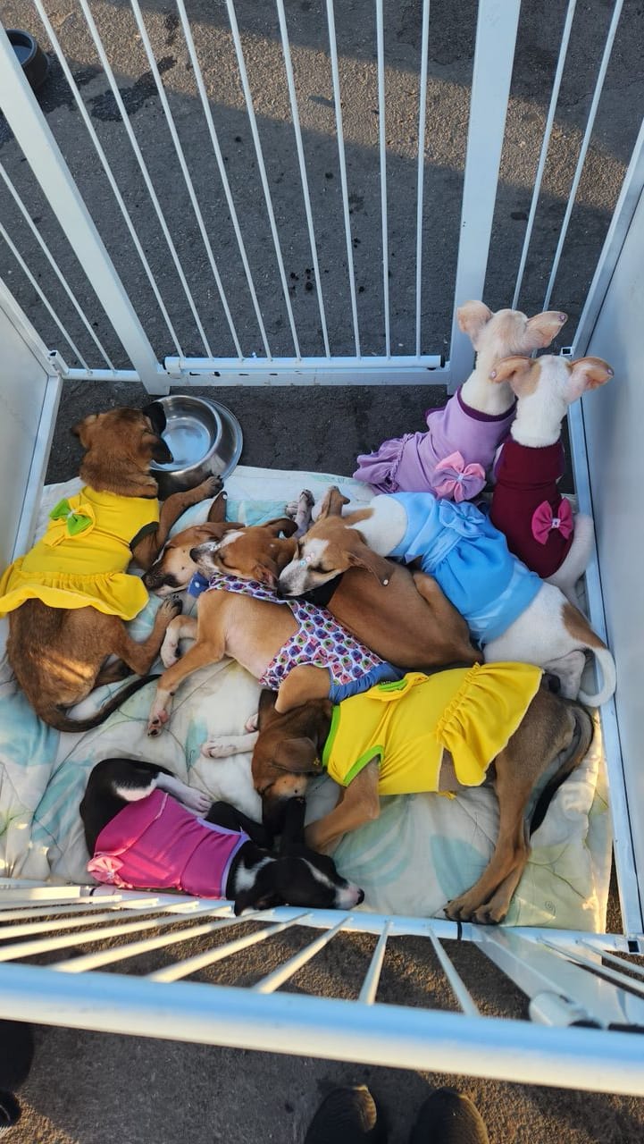 Petrolina: Feira de adoção de filhotes acontece no domingo na praça 21 de Setembro