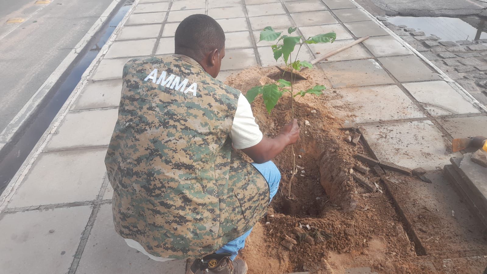 Petrolina cada vez mais arborizada: Prefeitura realiza o plantio de mudas nas principais avenidas da cidade