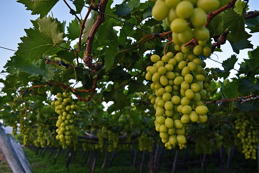 Petrolina se consolida como referência nacional na produção de uvas e vinhos no Vale do São Francisco